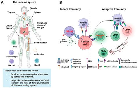 nk cell immune response.